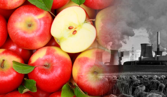 El cambio climático podría matar a la manzana roja