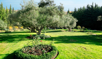 ¿Quieres un olivo en el jardín?