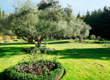 ¿Quieres un olivo en el jardín?