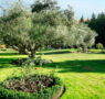 ¿Quieres un olivo en el jardín?