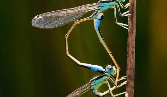 Los amantes del mundo de la entomología tienen una cita en Cogolludo de la mano de SEACAM