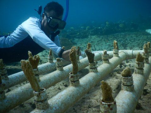 Mayakoba celebra sus esfuerzos para conservación del arrecife de coral «Reef week»