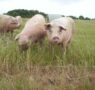 Las exportaciones de carne de cerdo del Reino Unido a EE.UU. alcanzan más de 14 millones de dólares, según AHDB