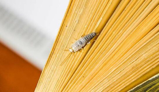 Rentokil Initial – Día de las Bibliotecas: Insectos «bibliófagos», la plaga devora libros que acaba con archivos, colecciones y bibliotecas