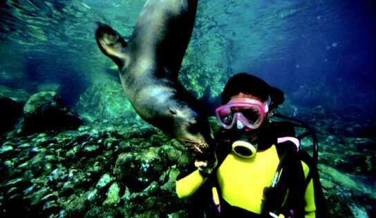 Las actividades acuáticas imperdibles en Los Cabos