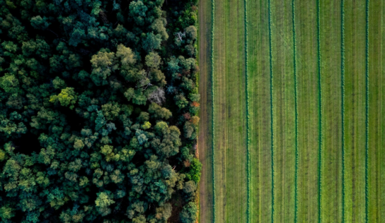 Más de 30.000 empresas españolas, a menos de 7 meses de la directiva europea sobre deforestación