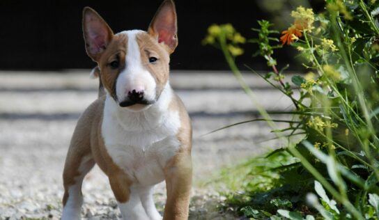 Costa Cabana Bull, centro especializado en la cría del perro bull terrier miniatura