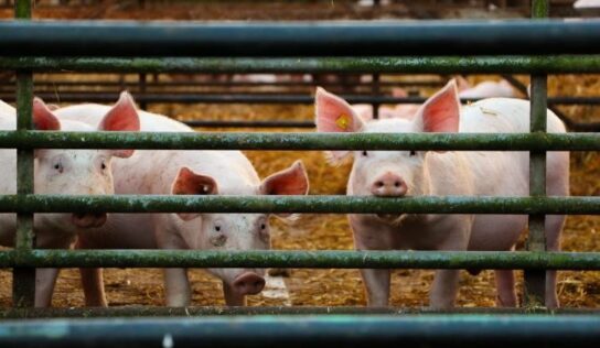 El pienso ecológico para cerdos de Bifeedoo, una solución capaz de reducir el uso de fármacos en la ganadería porcina