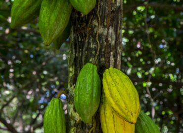 Paccari explica cuál es el proceso para conseguir el chocolate