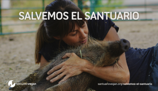 La Fundación Santuario Vegan lanza la campaña «Salvemos el Santuario» para poder mudarse al nuevo terreno