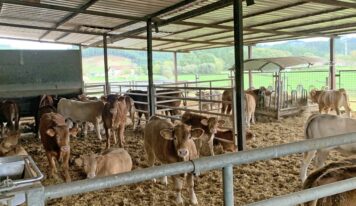 Trece nuevas explotaciones agrícolas en Bizkaia guiadas por LORRA