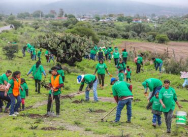 Iberdrola México planta 8,000 árboles en cinco estados