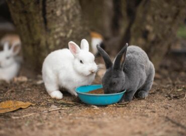 Bifeedoo ofrece estrategias de alimentación ecológica para conejos de granja y mascotas