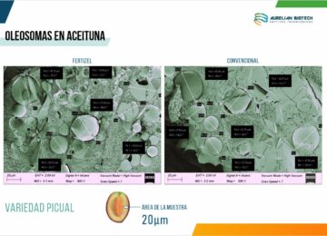 Fertizel «biohackea» la aceituna dando un 15% más de oleosomas, 25% más de cosecha y reduce la vecería