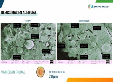 Fertizel «biohackea» la aceituna dando un 15% más de oleosomas, 25% más de cosecha y reduce la vecería