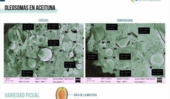 Fertizel «biohackea» la aceituna dando un 15% más de oleosomas, 25% más de cosecha y reduce la vecería