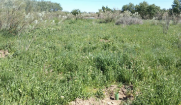 Tot-Net contribuye a la reforestación con la plantación de 60 árboles en la Reserva Natural de los Galachos