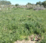 Tot-Net contribuye a la reforestación con la plantación de 60 árboles en la Reserva Natural de los Galachos