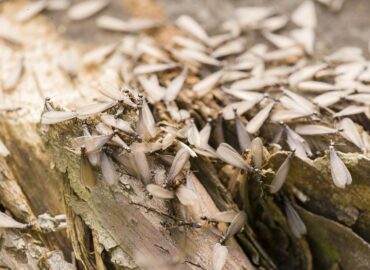 Los enjambrazones de termitas aladas se adelantan en la península por el aumento de temperaturas y las lluvias