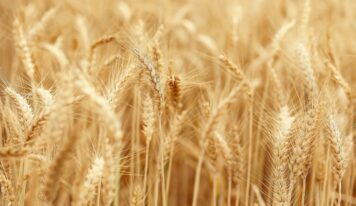 Productos Monti realiza nuevas declaraciones sobre sus valores y filosofía en torno a la cultura ecológica