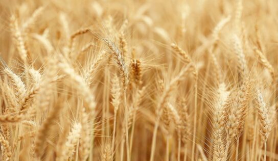 Productos Monti realiza nuevas declaraciones sobre sus valores y filosofía en torno a la cultura ecológica
