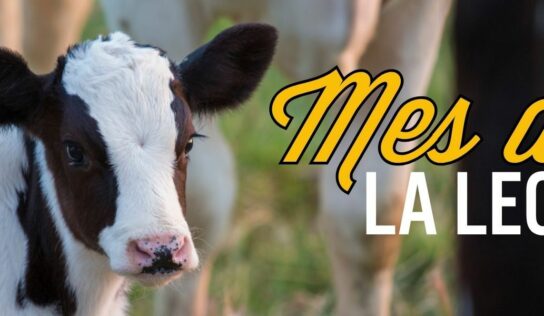 Real California Milk celebra el Mes Internacional de la Leche con sabor, salud e historia