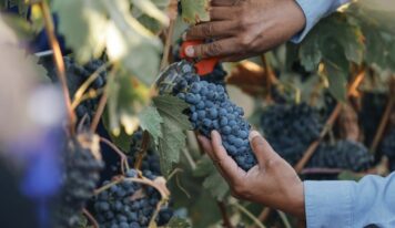 Radiografía del Turismo 2025 de El Cielo: su impacto económico en Valle de Guadalupe
