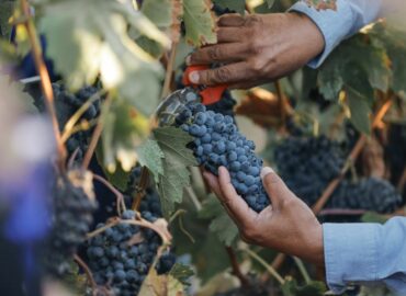 Radiografía del Turismo 2025 de El Cielo: su impacto económico en Valle de Guadalupe