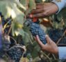 Radiografía del Turismo 2025 de El Cielo: su impacto económico en Valle de Guadalupe
