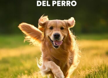 Petco: un llamado a la adopción responsable en México en el Día Mundial del Perro