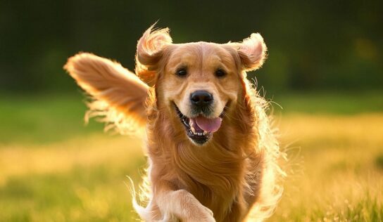 Petco: un llamado a la adopción responsable en México en el Día Mundial del Perro