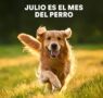 Petco: un llamado a la adopción responsable en México en el Día Mundial del Perro