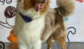 Cuidar a los perros senior: una misión de amor y bienestar