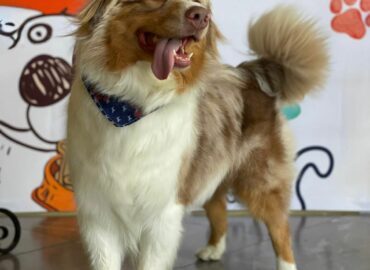 Cuidar a los perros senior: una misión de amor y bienestar