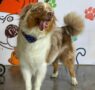 Cuidar a los perros senior: una misión de amor y bienestar