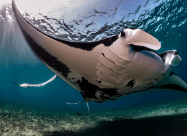 Pura Vida Diving se renueva en Koh Tao y abre nueva sede en Nusa Penida para bucear con mantarrayas