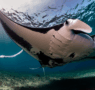 Pura Vida Diving se renueva en Koh Tao y abre nueva sede en Nusa Penida para bucear con mantarrayas