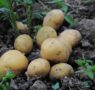 Productos Monti consolida su liderazgo en sostenibilidad alimentaria con una producción 100% orientada a la agricultura ecológica