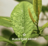 Black Star Group lanza nuevas soluciones para maquinaria agrícola e industrial
