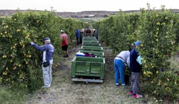 Temu ayuda a expandir la tradición frutícola online