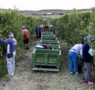 Temu ayuda a expandir la tradición frutícola online
