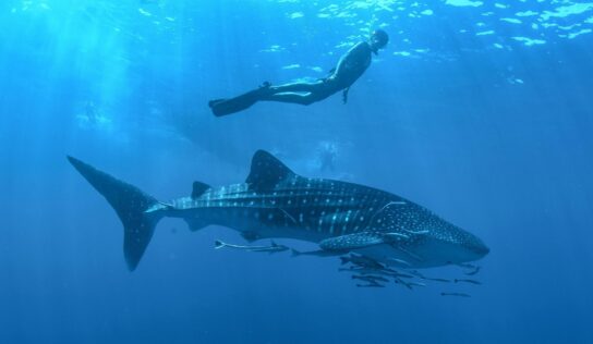 Los Cabos se posiciona como el paraíso del turismo deportivo en México