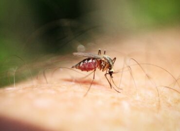 Ingrid Hiltun, dermatóloga de Policlínica Gipuzkoa: «Se recomienda limpiar la zona de la picadura con agua y jabón, aplicar frío y evitar el rascado»