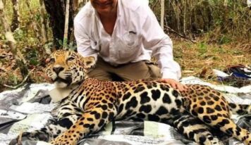 El jaguar mexicano: un símbolo de éxito en conservación del Dr. Gerardo Ceballos