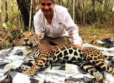 El jaguar mexicano: un símbolo de éxito en conservación del Dr. Gerardo Ceballos