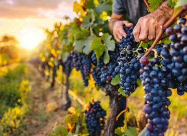 Bodegas Obergo inicia la vendimia 2025, una tradición que respeta la climatología del Somontano