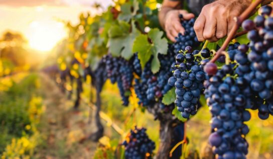 Bodegas Obergo inicia la vendimia 2025, una tradición que respeta la climatología del Somontano