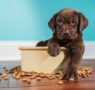 Un estudio muestra beneficios medioambientales de la comida a base de plantas para perros en el Reino Unido