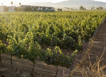 El Cielo Resort marca tendencia en la expansión vitivinícola y turística del Valle de Guadalupe