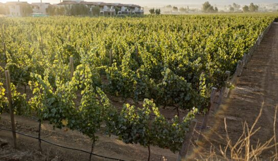 El Cielo Resort marca tendencia en la expansión vitivinícola y turística del Valle de Guadalupe